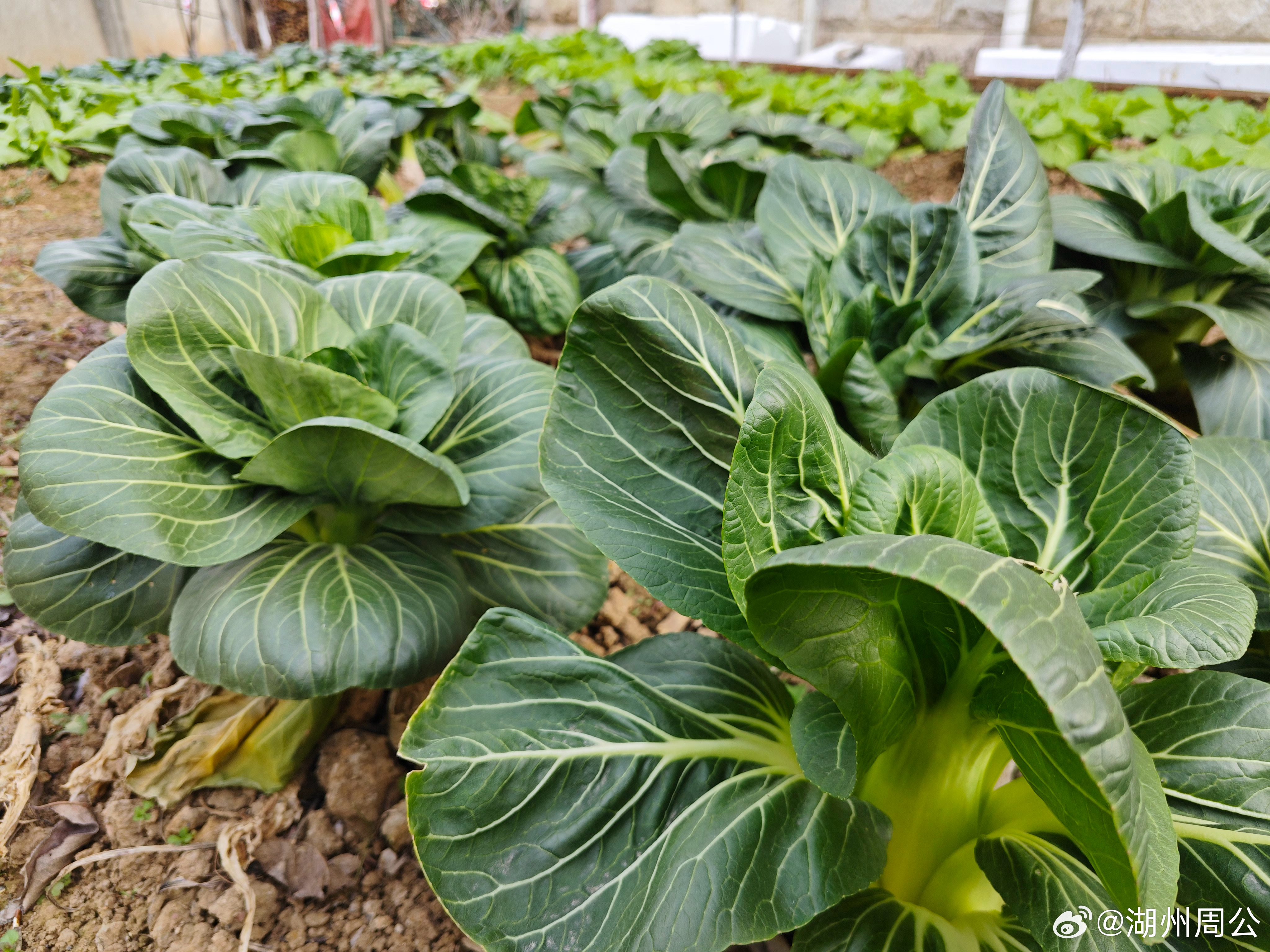 自家菜园的青菜，掐一把就能下锅，新鲜度直接拉满！ 