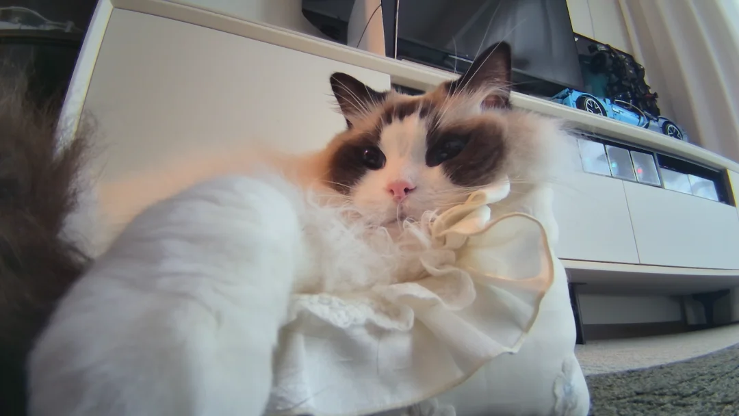 怎么会有这么可爱的小猫咪啊