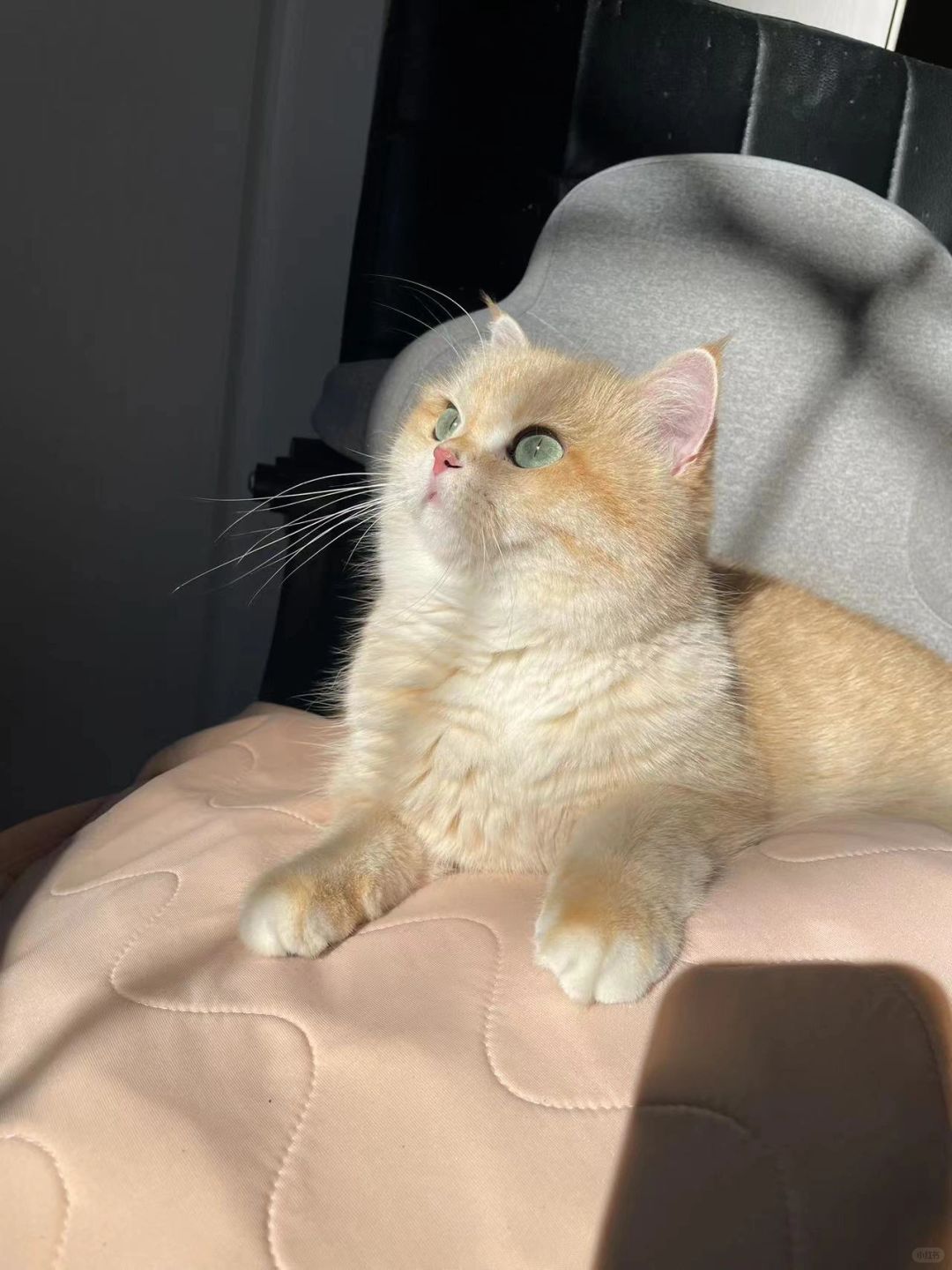 宝爱晒太阳🌞😎