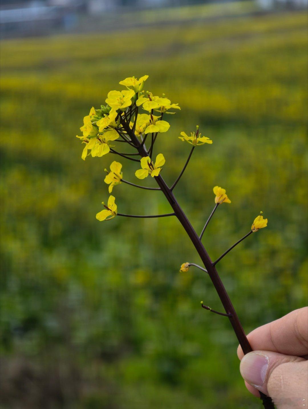 又下高速找东西吃了路过一片金黄色的油菜花 