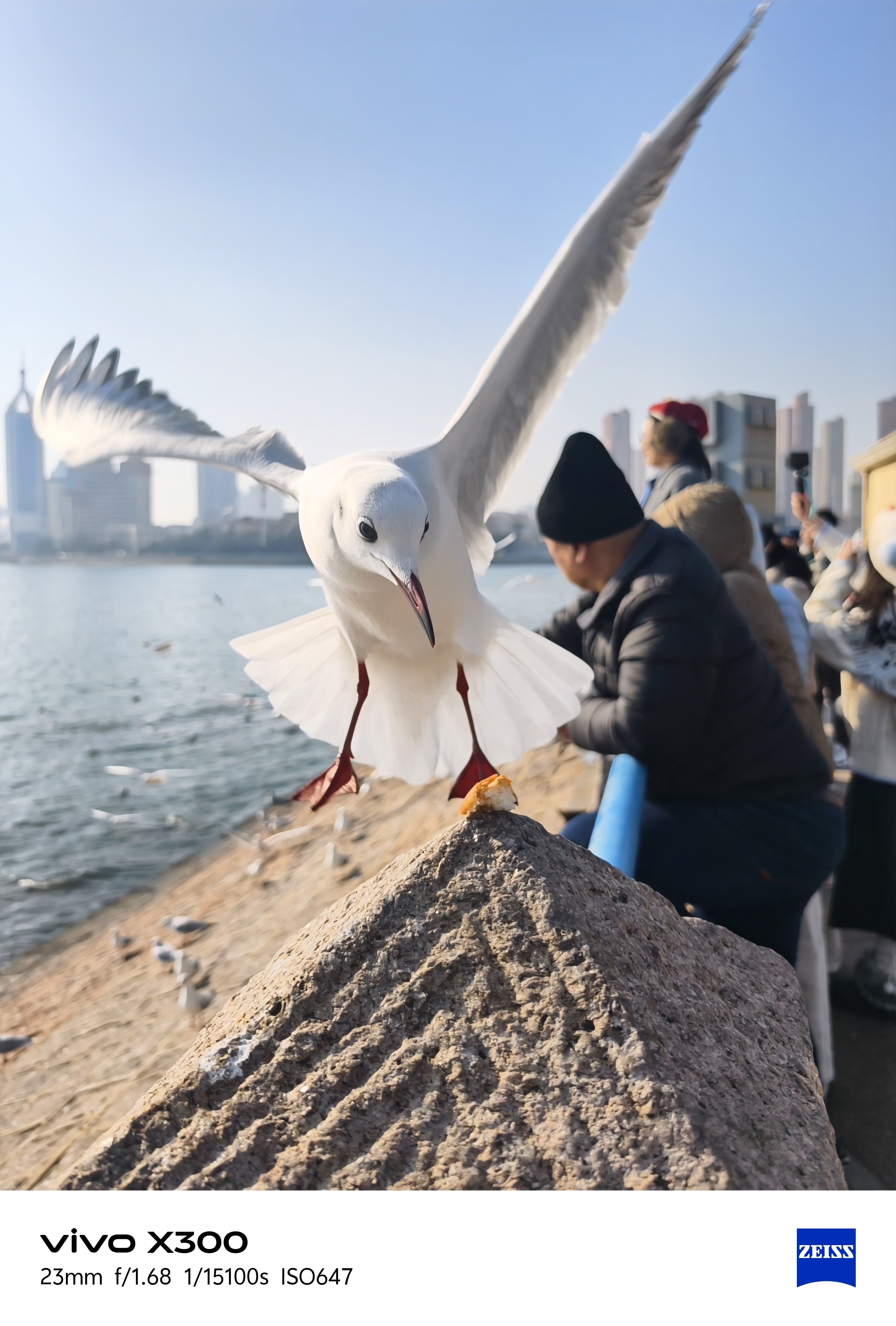 手持vivo X300，怎能不来几张海鸥特写呢？还得是Live，后期还能换封面。