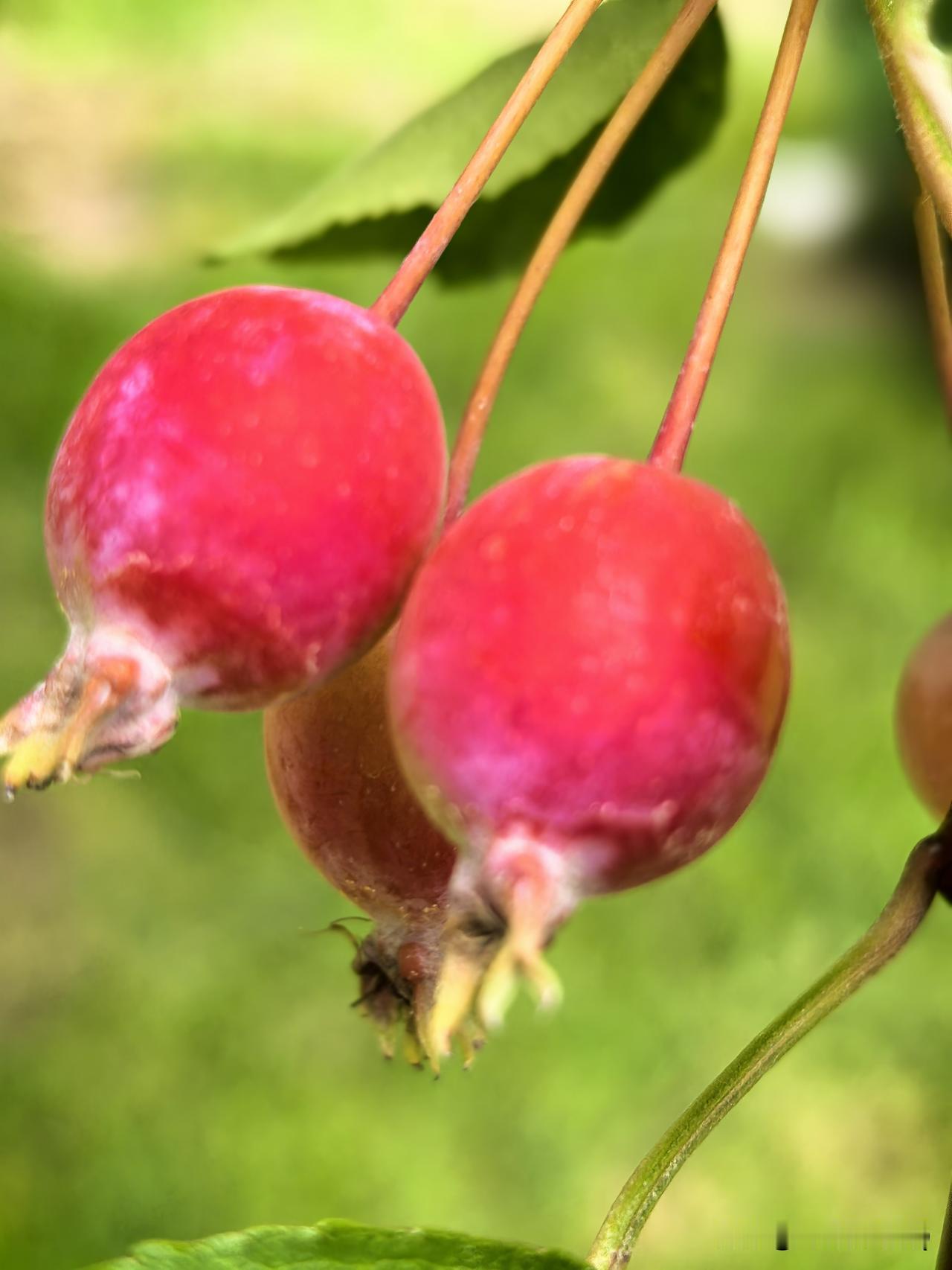 红果垂枝含晓色，一捧秋意缀枝头。