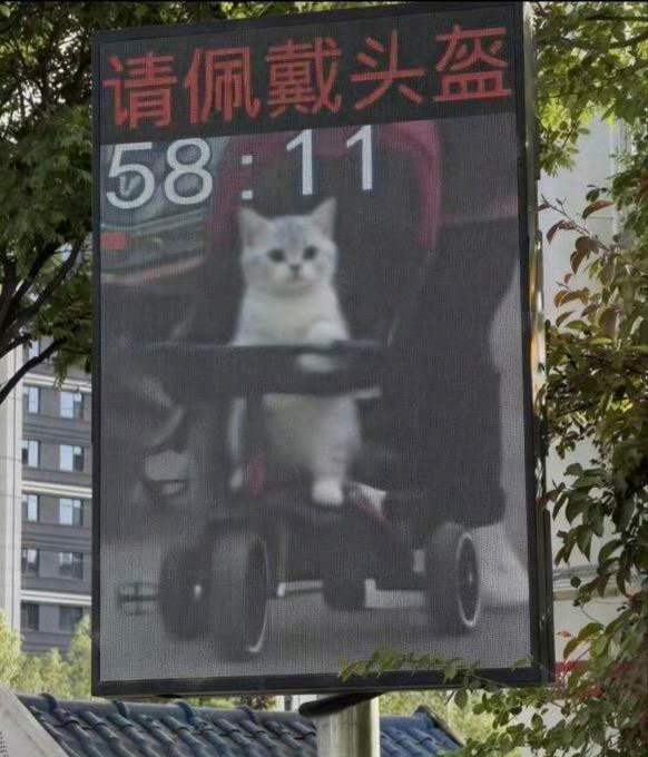 猫：我？我也要戴吗？ ​​​