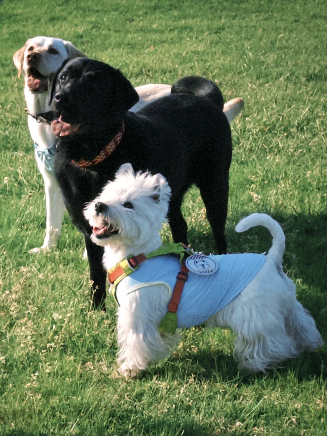 和小狗朋友一起 最快乐 (^з^)