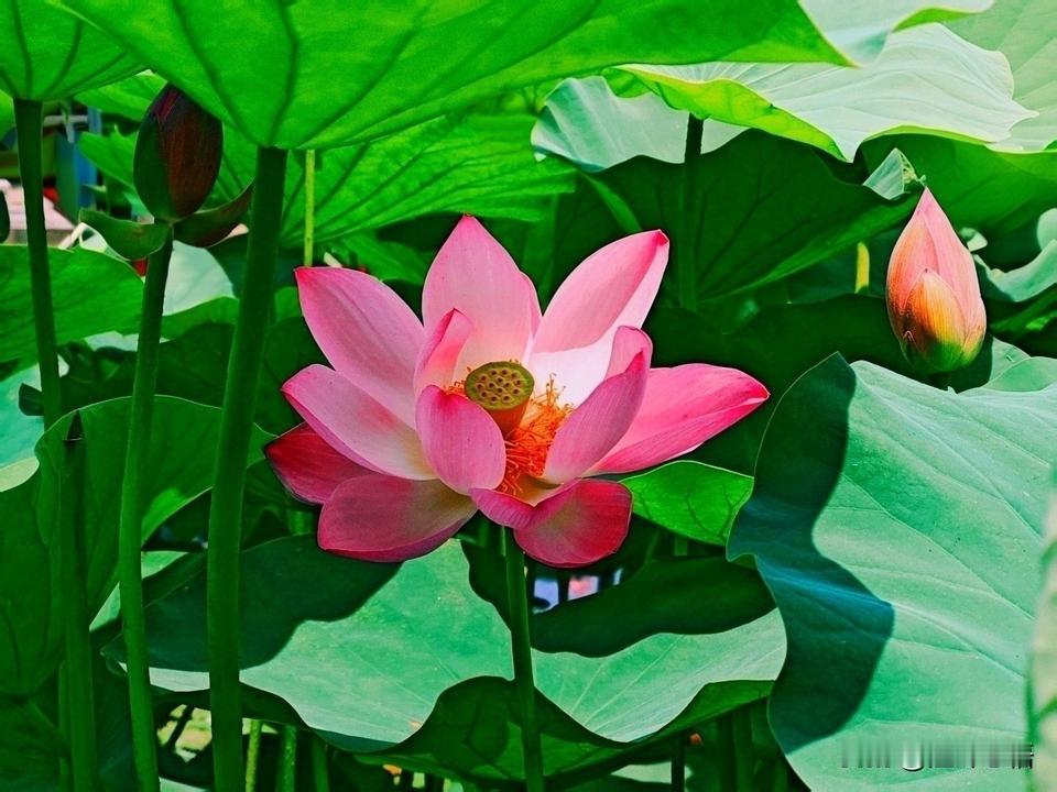 粉嫩荷花开满池，夏日清凉心自怡。