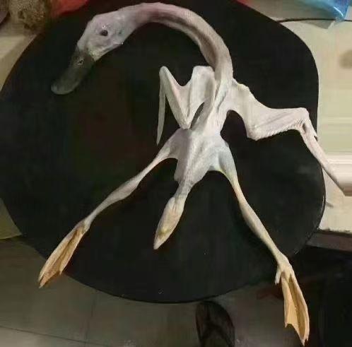 我彻底信了，

“没有一只鸭能活出广西”这句话，

这几天广西人在过七月十四那叫