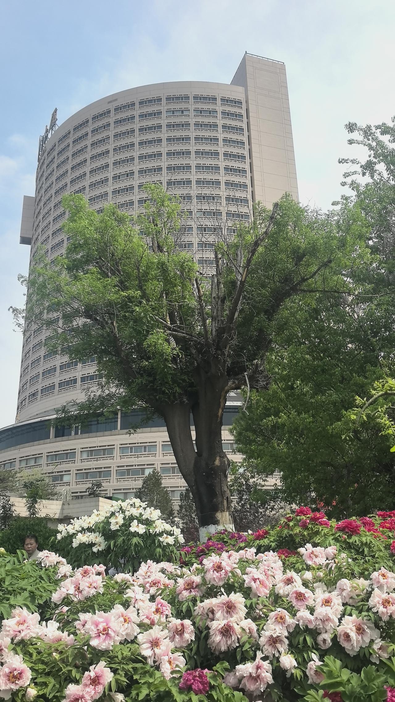 山东大厦牡丹盛开