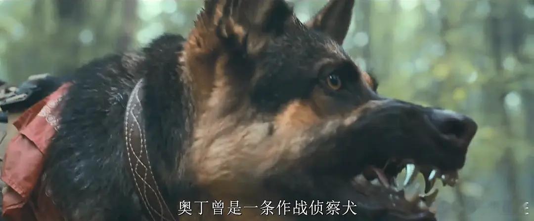 讲述一名前陆军特种部队士兵与他退役战犬的荒野求生故事。在阿拉斯加深处遭遇坠机事故