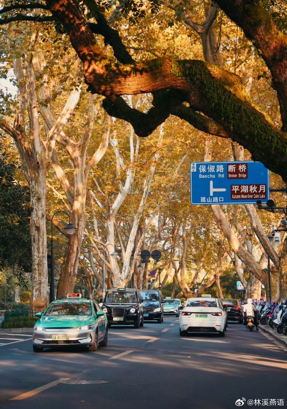 秋天怎么能不看看梧桐！杭州西湖北山街耶，这边有好多好多梧桐树，秋天的时候叶子变黄