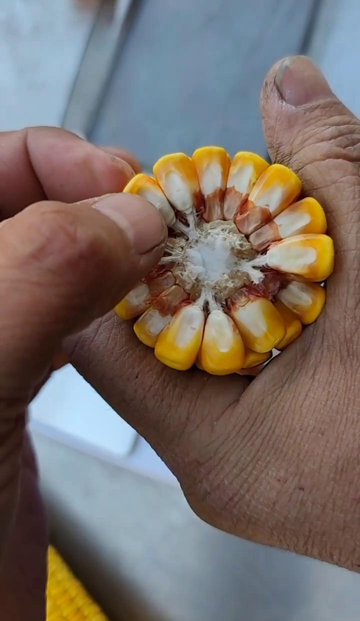 地里秆子粗，穗子沉，一看就是好年景。
水刚够，风不燥，收割机一进田，嘎吱嘎吱就干