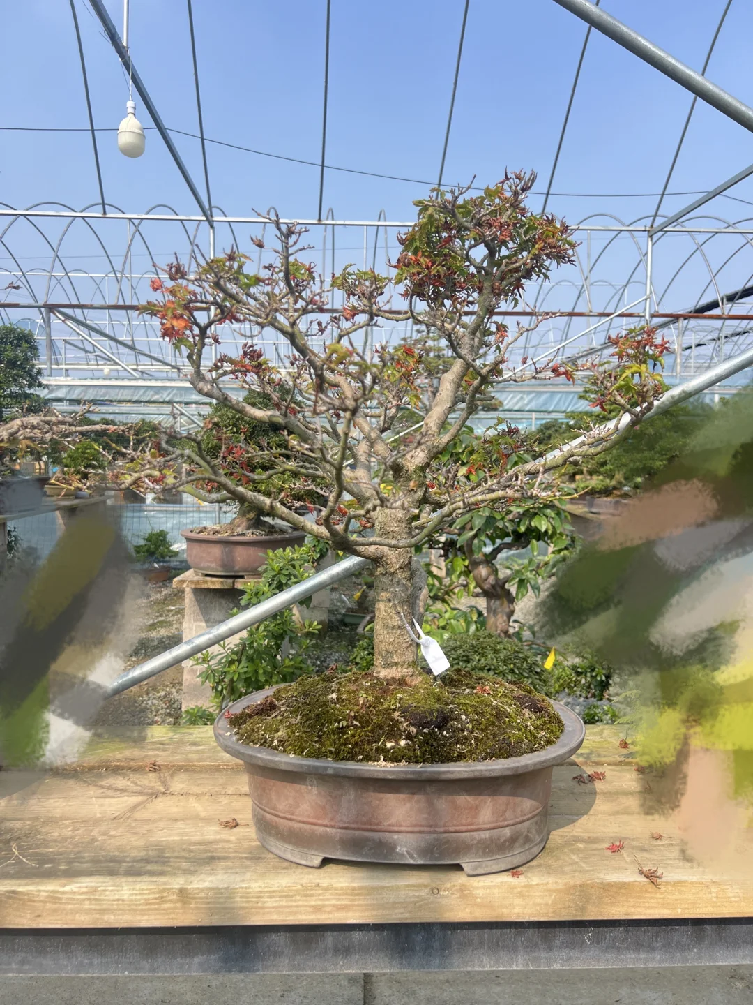 狮子头枫树