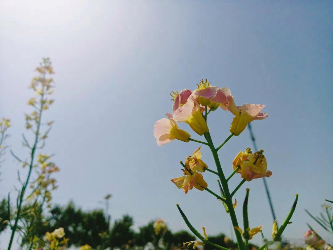 花开有时，岁月无声，四月的温柔，治愈所有～ 