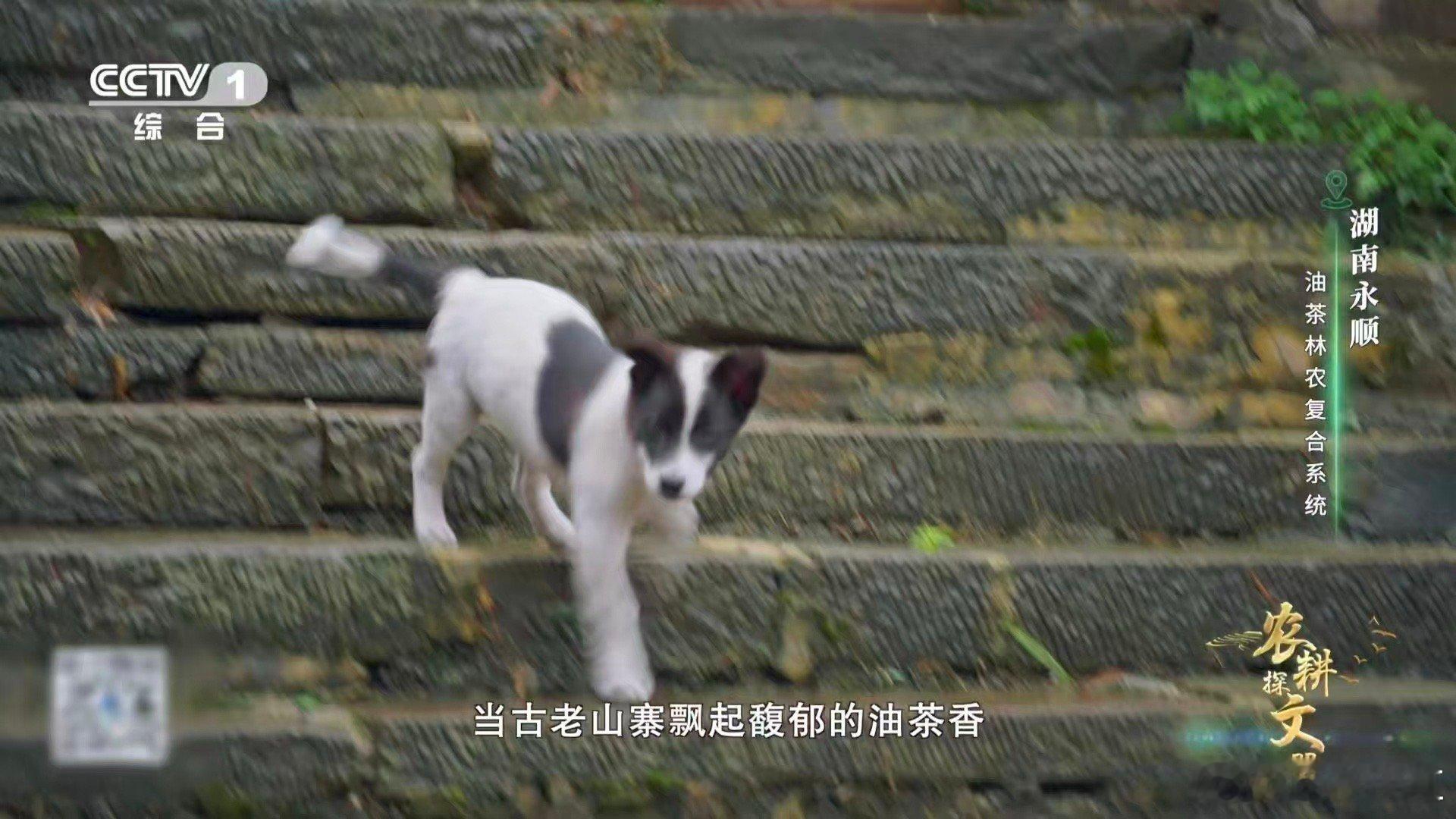 油茶榨干成了洗头神器 湖南油茶，全身是宝的典范。茶油香透三餐，是美食的点睛之笔；