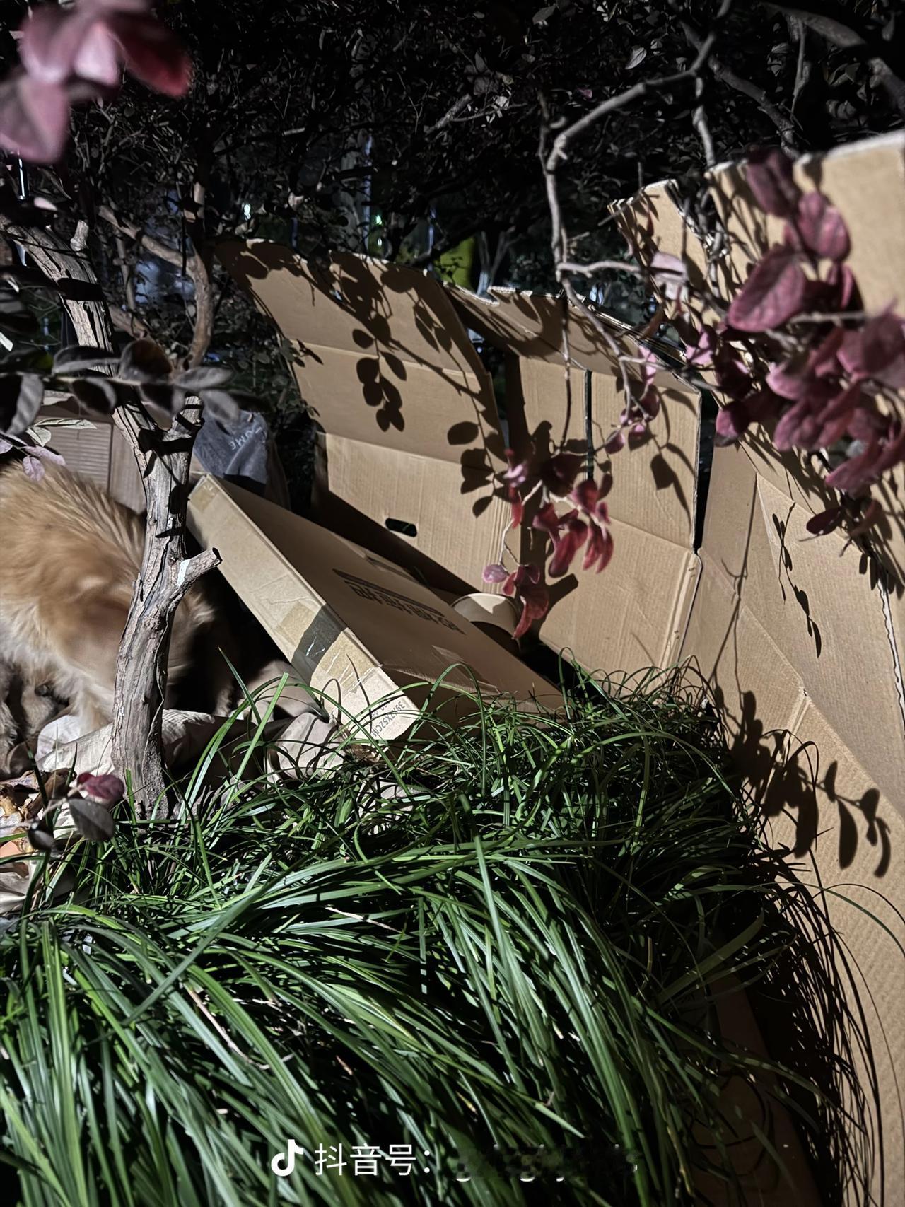 1. 暖心！
成都文理学院流浪狗产仔，
学生送毯投喂，
近日，成都文理学院校园内