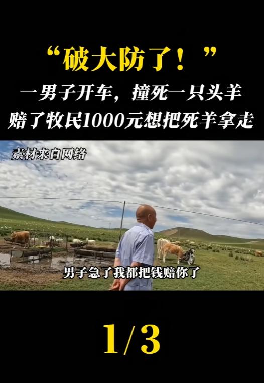 跑长途最怕半路窜出牲畜，有位大哥不幸撞上肥羊，当场赔牧民一千块，本想把死羊拉回家