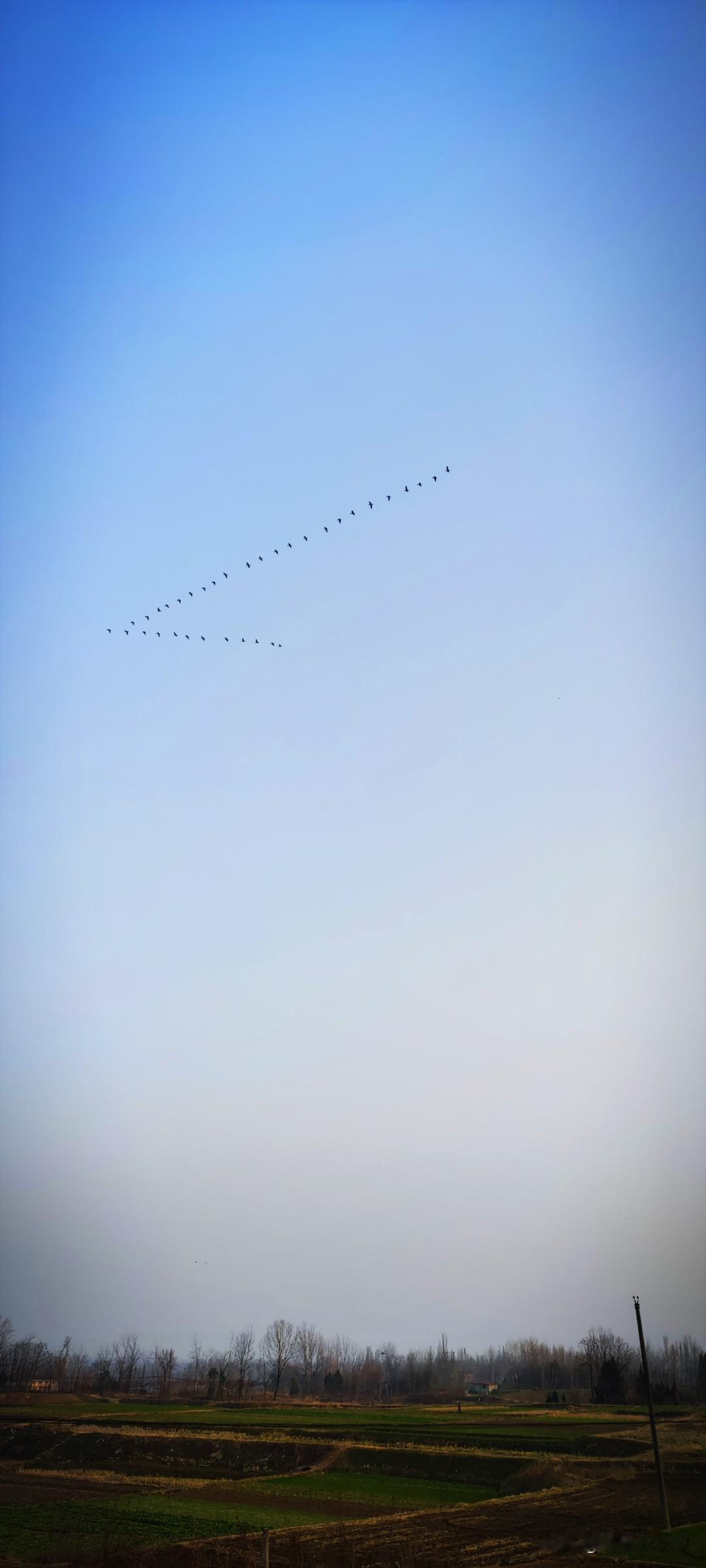 今年冬天的不同晴朗的天空中，雁阵飞过，徒留振翅声声。只要“长风万里送秋雁”，就该