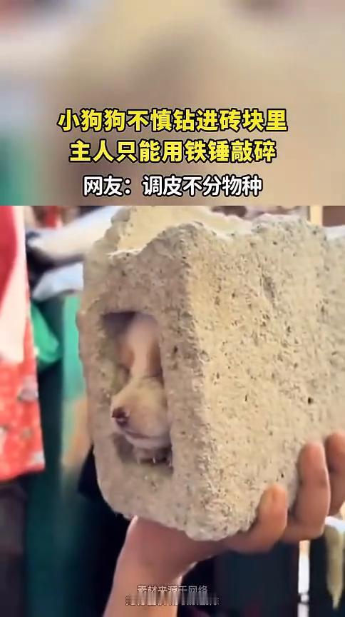 小狗狗不慎钻进砖块里，主人只能用铁锤敲碎。网友：调皮不分物种。
发布时间：(5月