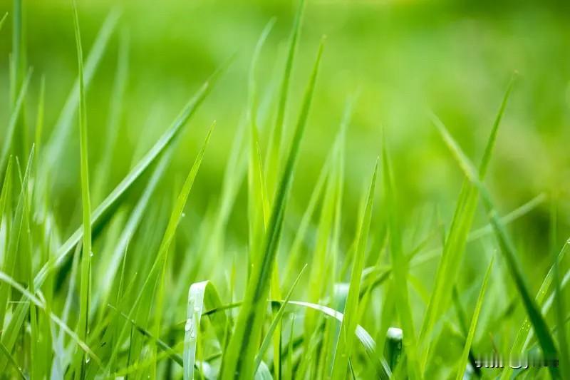 下联：片片绿叶送和风。诚邀上联丛丛芳草沐清露