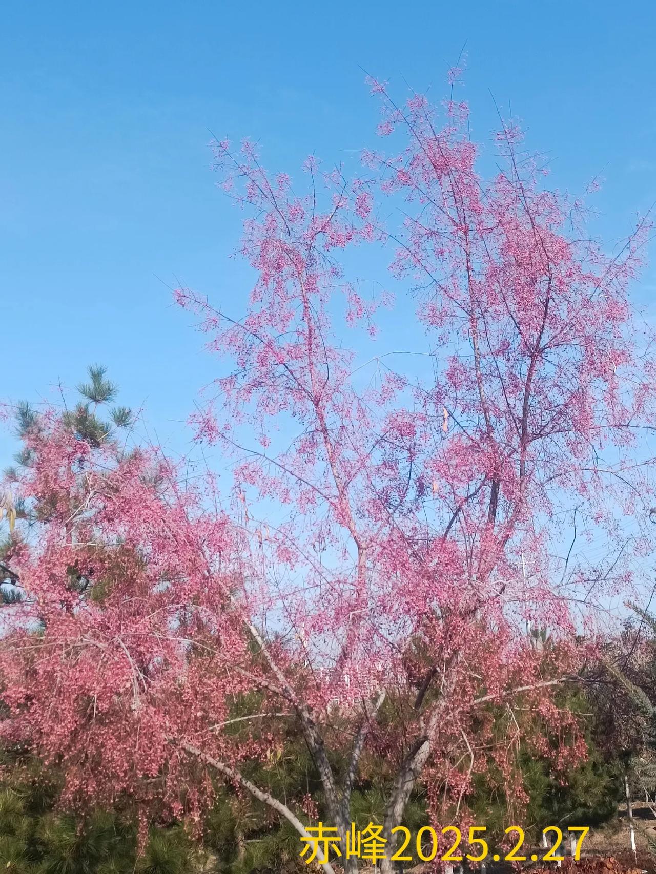 随手拍满树的果实随手一拍，满树粉果。