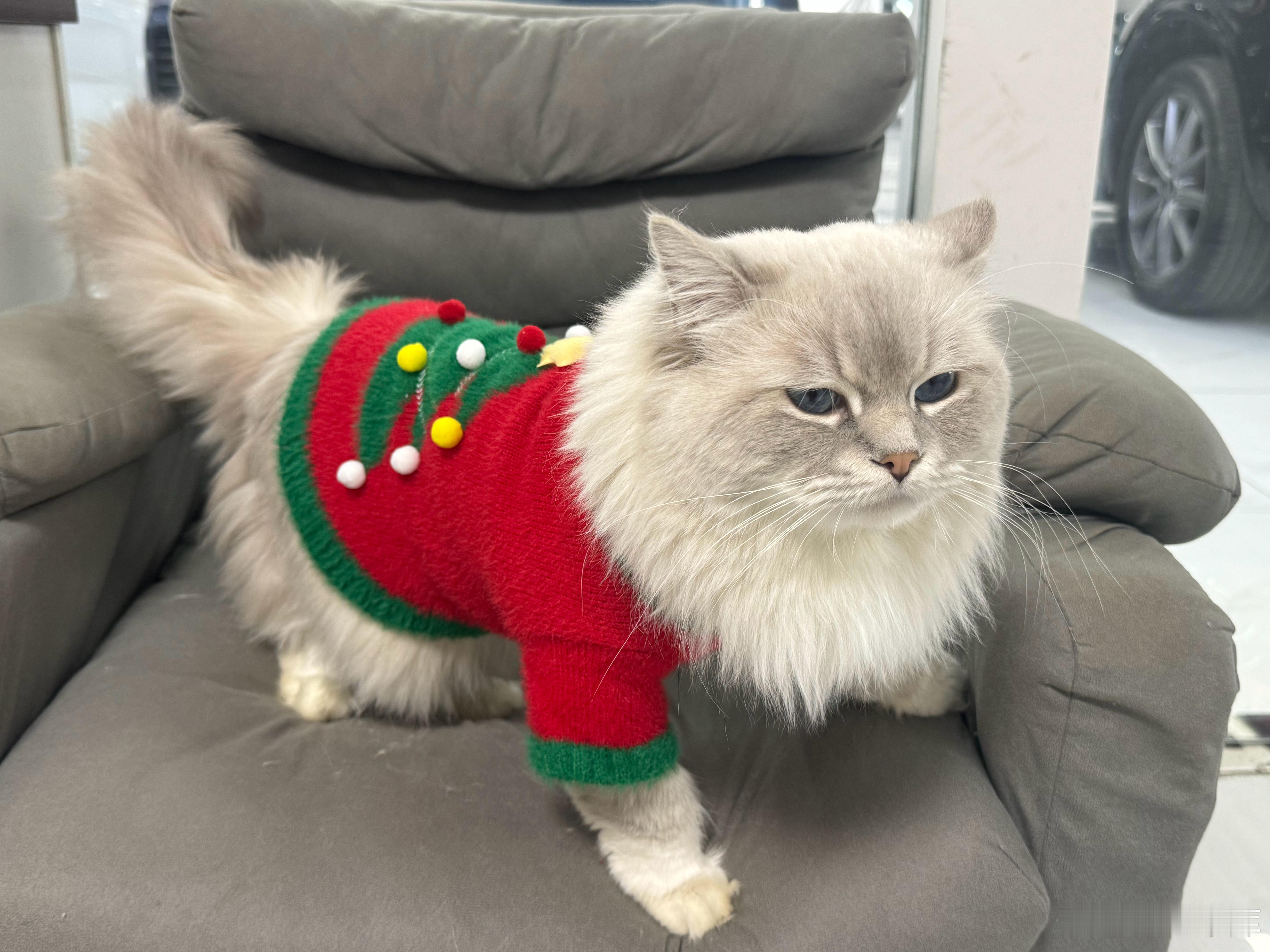 给小猫买的新衣服