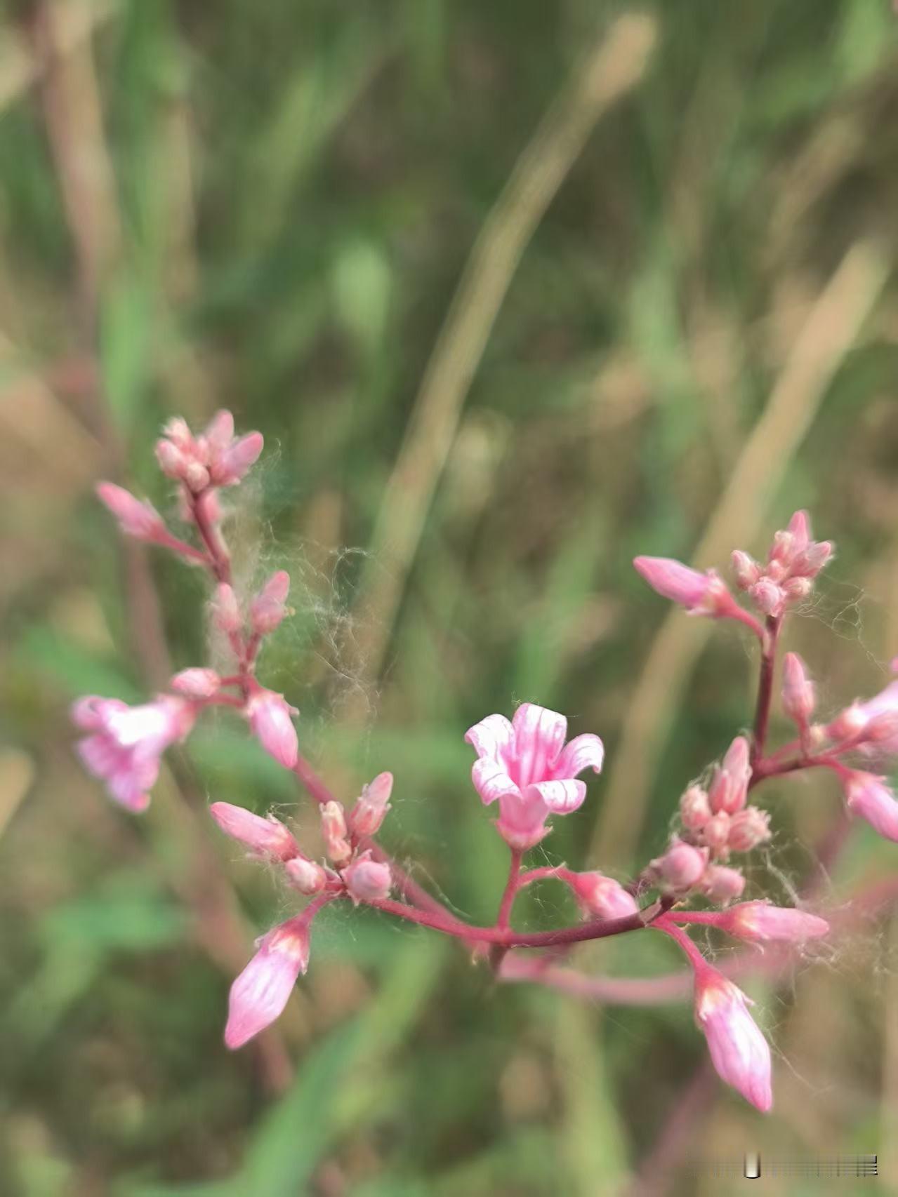 出去玩，无论走到哪，看见小花就喜欢。这些野花，无人栽培，无人追捧，安静盛开，随性