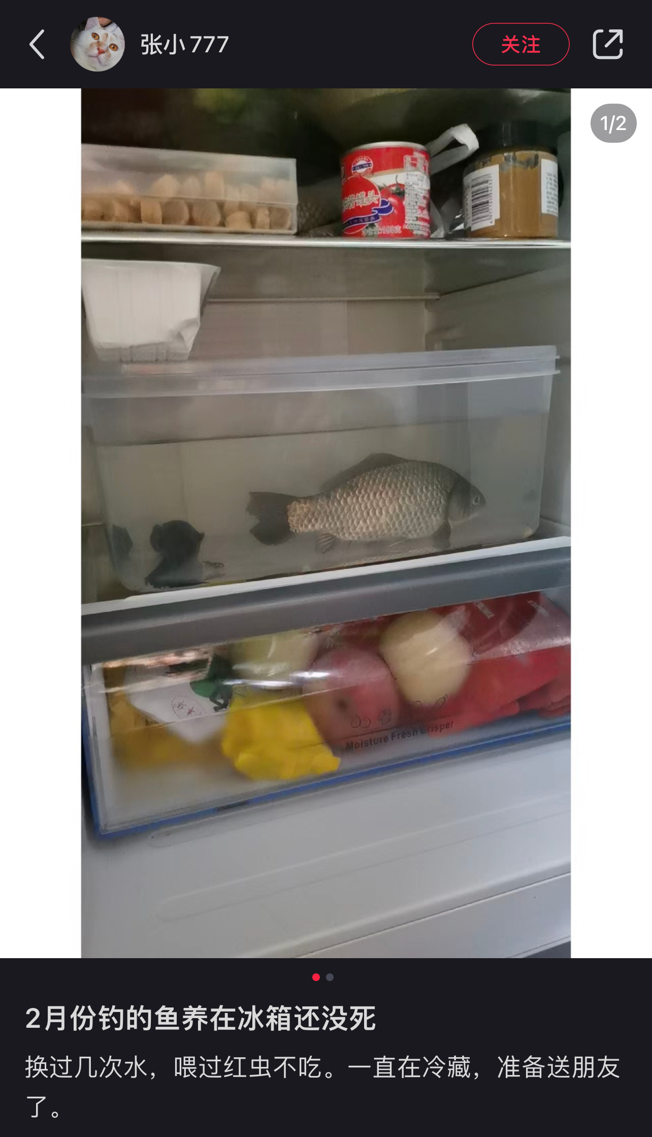 二月钓的鱼到现在还活着 ​​​