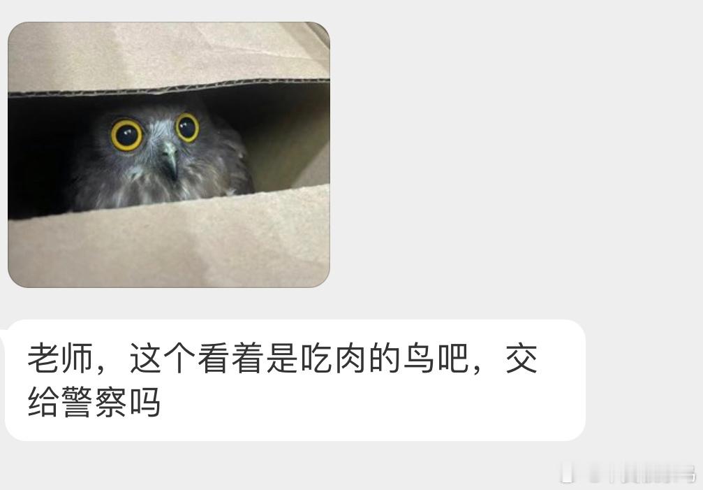 眼睛瞪得像铜铃的【北鹰鸮】🦉（猫头鹰是保护鸟类把盒子盖住，它就不会这么害怕了能