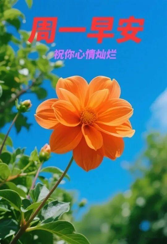 2026/08/03/（农历六月廿一）星期一早上好！一朵橙花在蓝天下，心情大好！