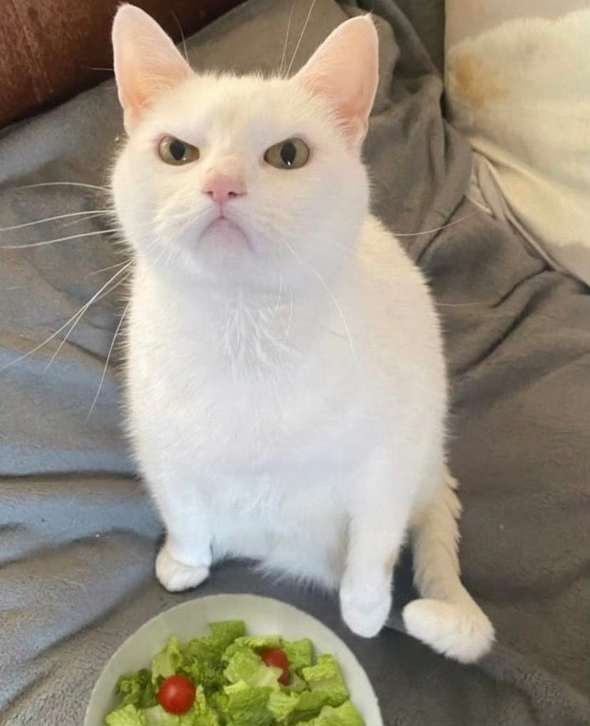 猫咪：这是给我的晚餐？我不是兔子……😾 