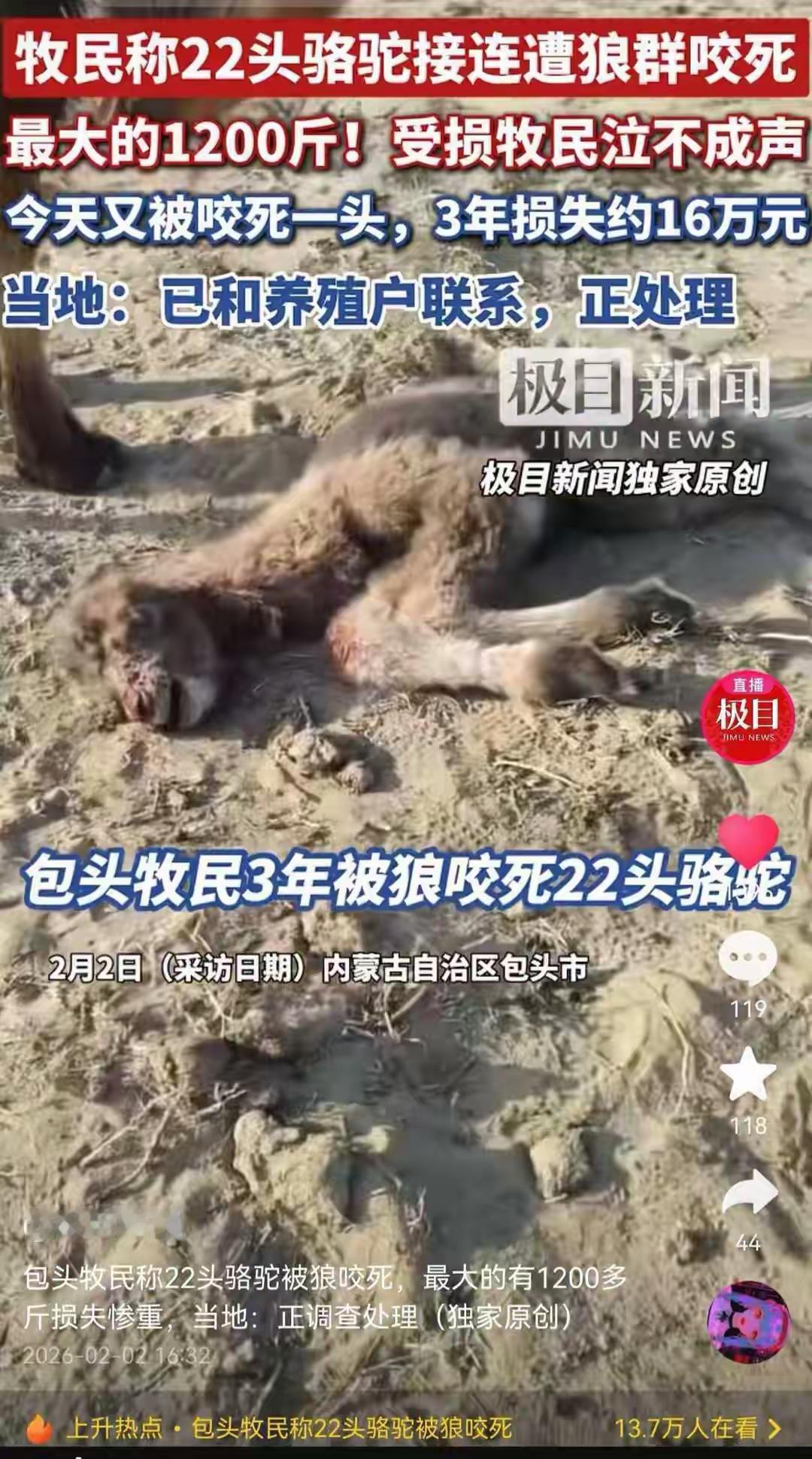 完整榜单：牧民又有一只800多斤骆驼被狼咬死——大自然的残酷与希望的呼唤

在辽