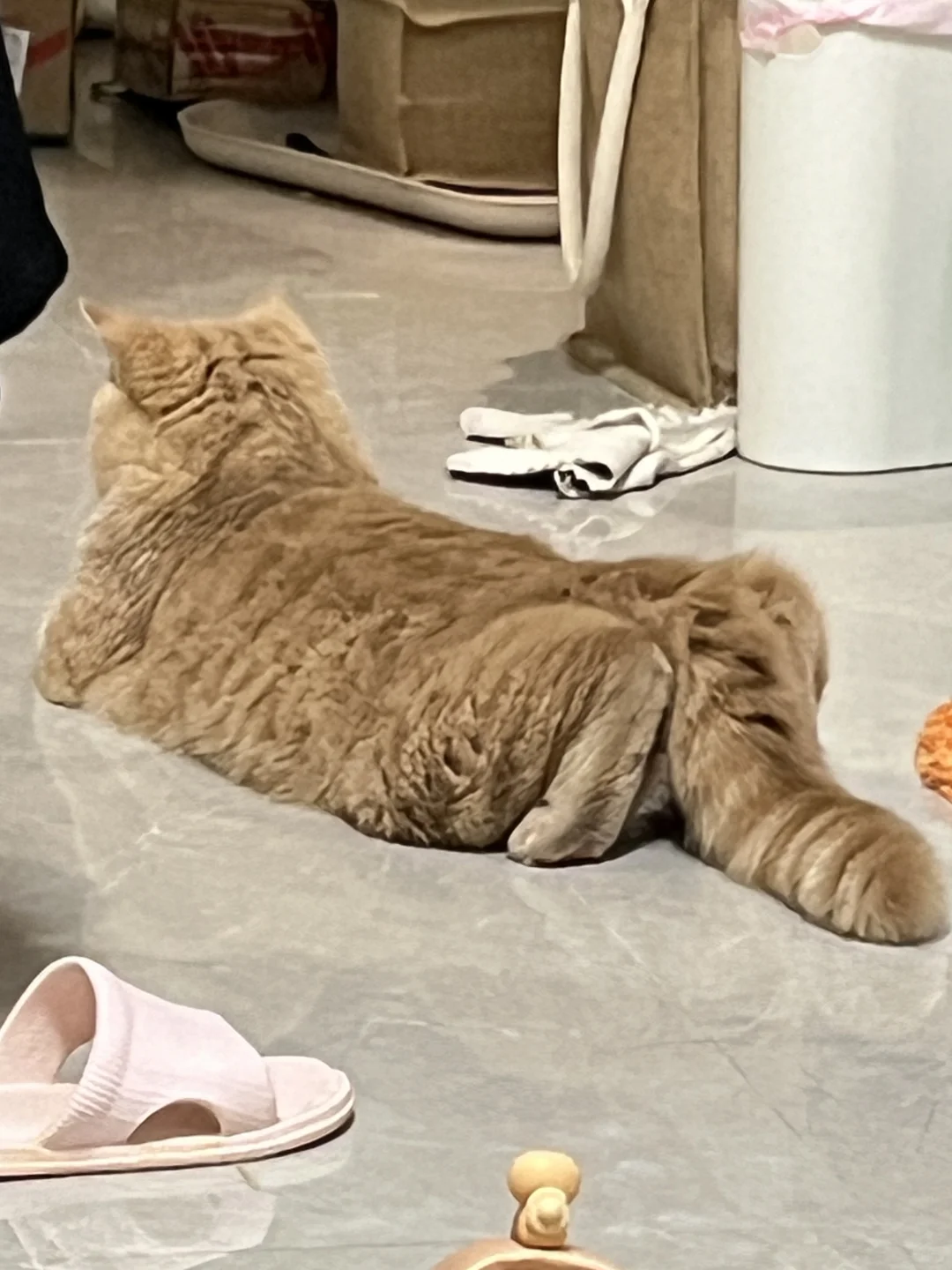 小甜鑫🐱｜倔强的pp😏