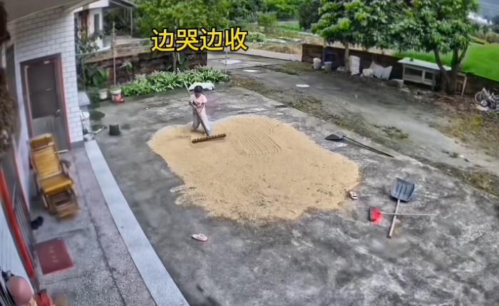 广东河源一段孩子抢收稻谷的视频近日走红，家长把稻谷晾在晒场后去田里干活，天气突然