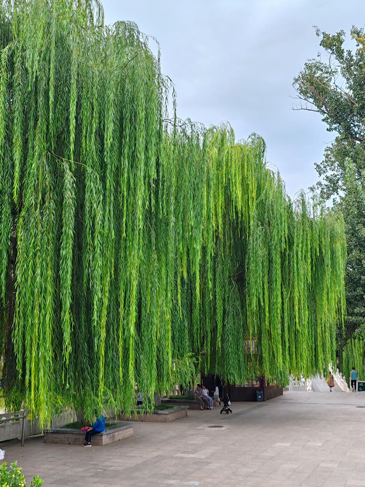 下联：晚霞漫步醉荷香，接下联晨雾闲游迷柳韵