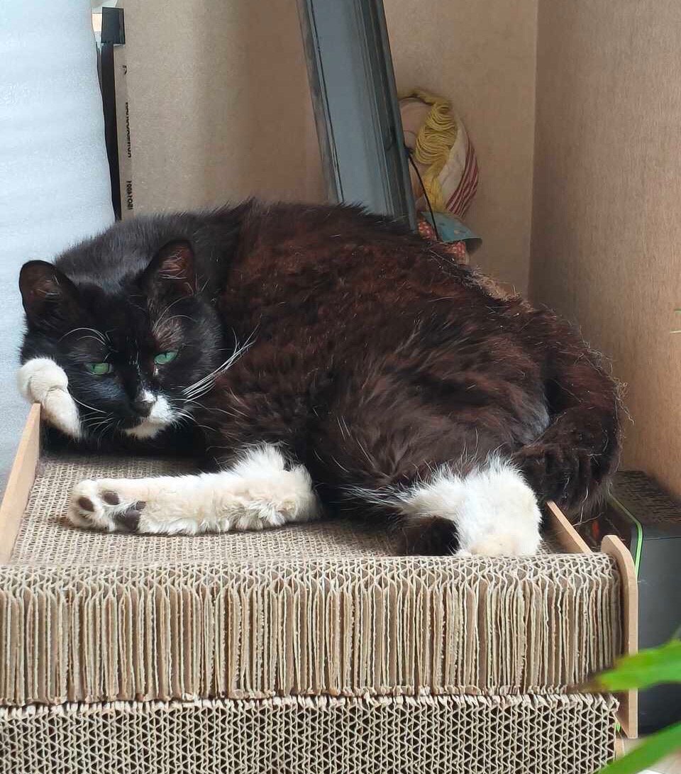 “咪的绿眼睛是忧郁之潭！”daily奶牛猫 （投稿：） 