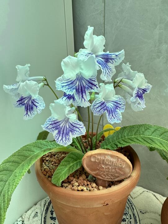 真的被这颗青花瓷带入堇兰坑了