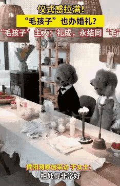 狗狗也办婚礼了！贵州的两只狗举行婚礼了，但是，主任说没有实际意义的婚配，只是纯属