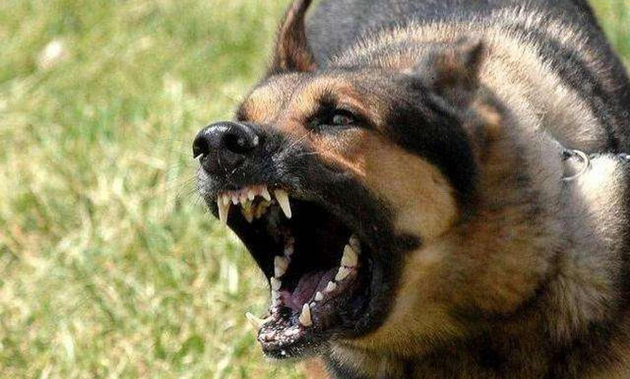 狗的哪个部位最脆弱？路上万一遭遇恶犬猛扑过来，很多人下意识抬脚去踢，训狗师傅告诉