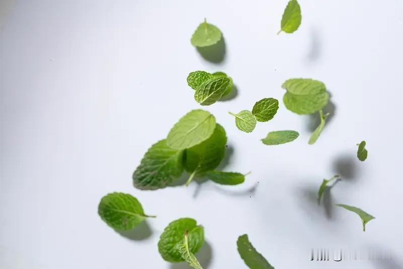 晨光爬上窗台时，顺手给薄荷浇了水。风把晾晒的衬衫吹成鼓胀的帆——有几只麻雀正试图