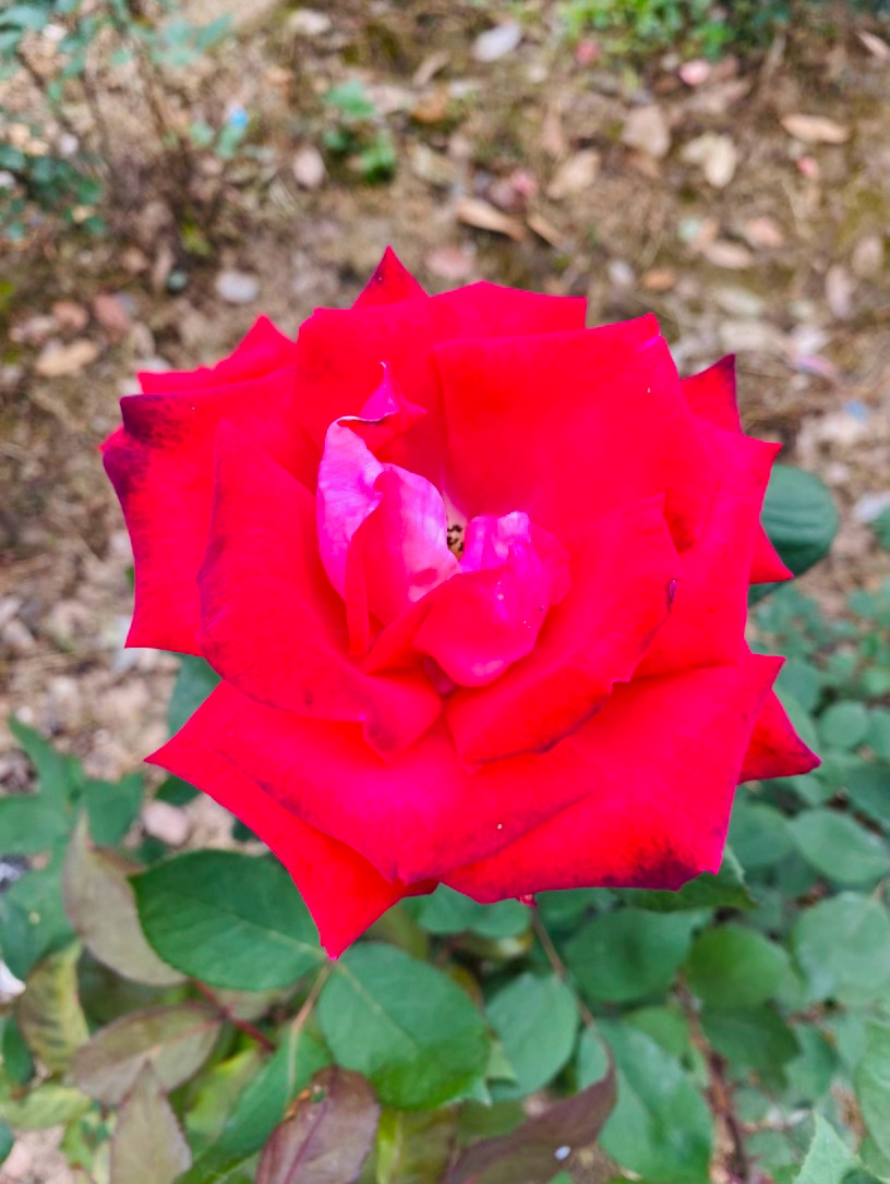 生活手记记录真实生活摄影玫瑰园摄影摄影 你是一场惊心动魄的色彩魔术。初绽时，宛如