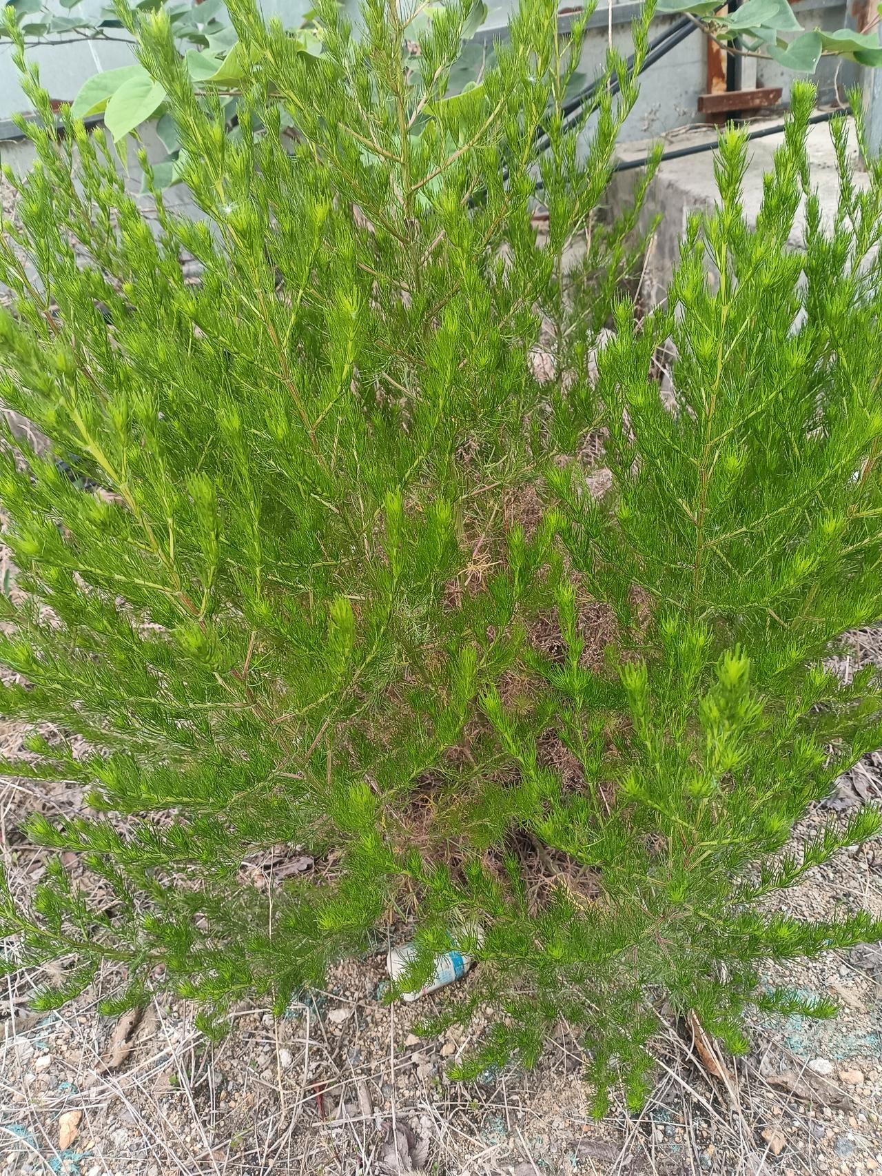 纤枝吐翠，细叶如绒，这丛绿意，在喧嚣角落兀自清欢。