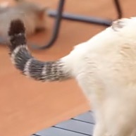 让流浪猫打工养自己 半百！响尾蛇！ 