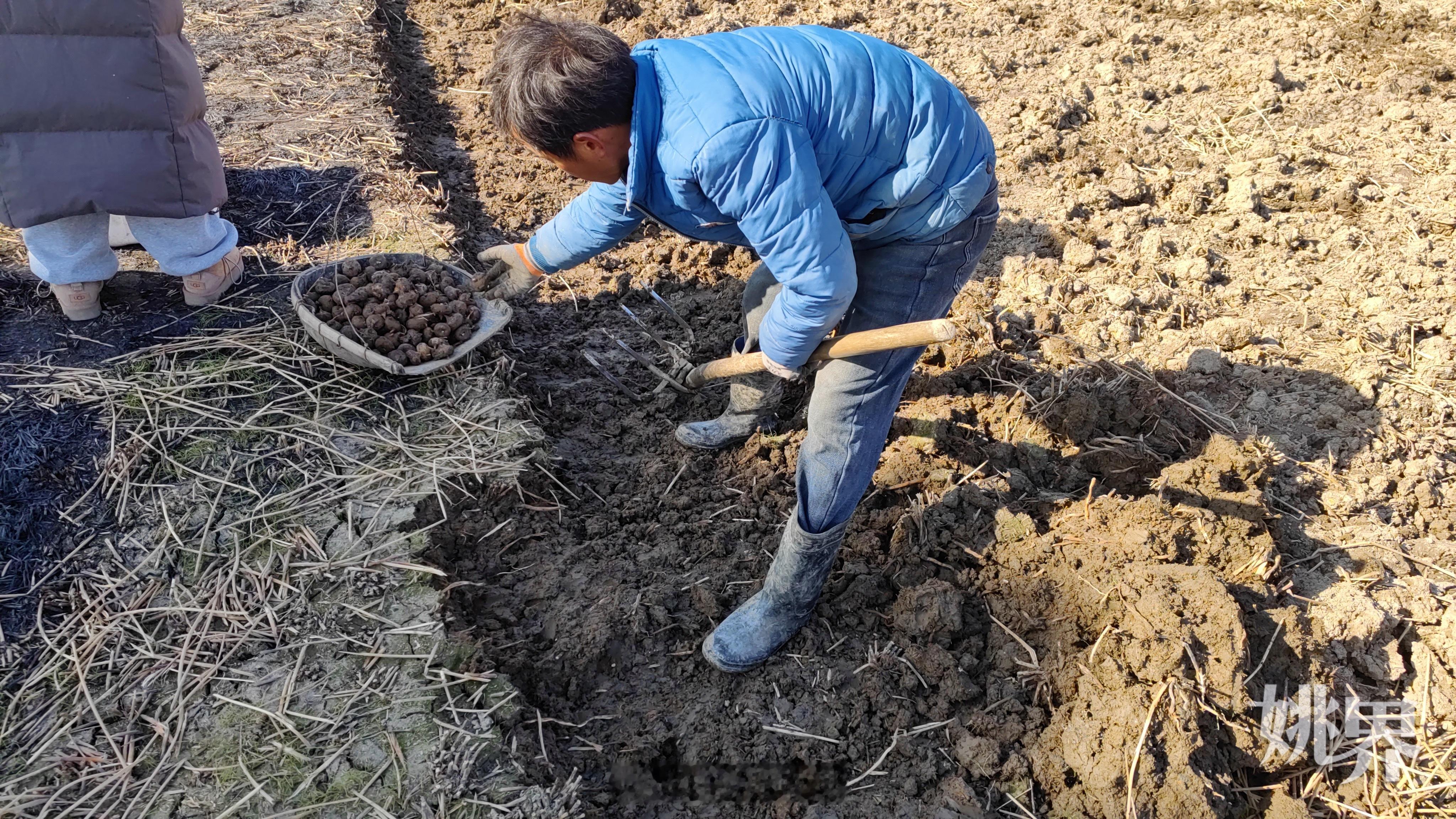 【新春走基层｜ 荸荠丰收不愁销  】一踩、一撬、一刨，一颗颗荸荠从泥地里被挖了出