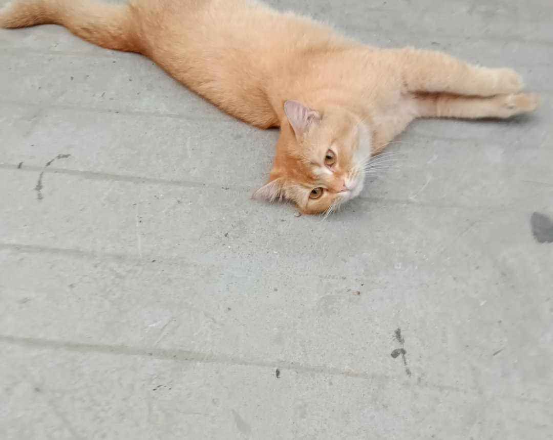 流浪猫不肯走了