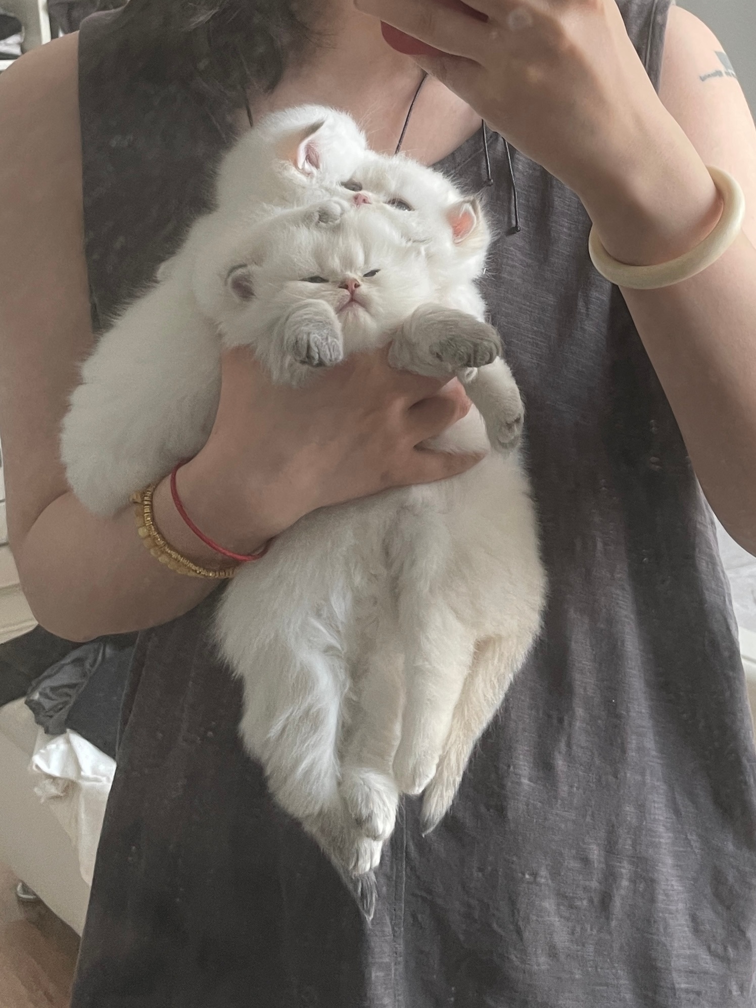 我来更新照片啦！！！#英国长毛猫##英短金点色##金点色##英国短毛猫# ​​​