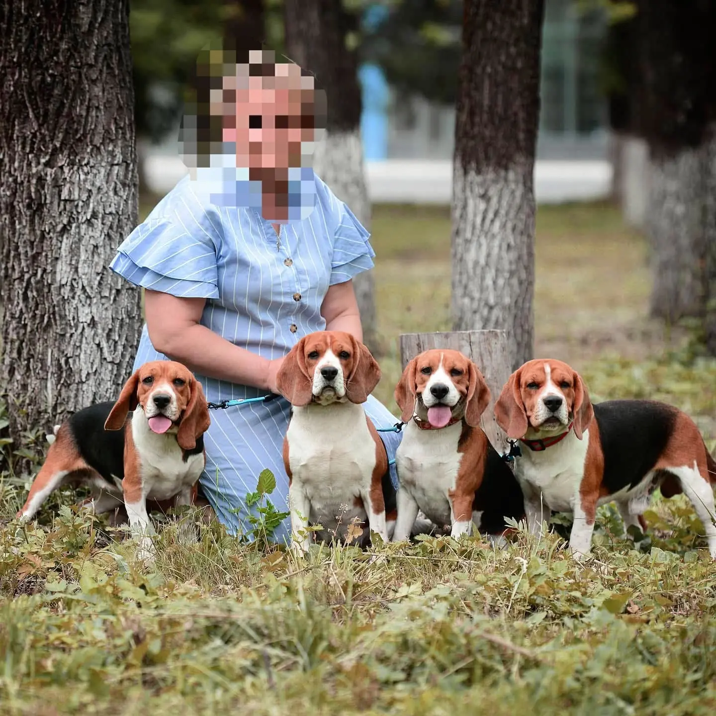 Beagle