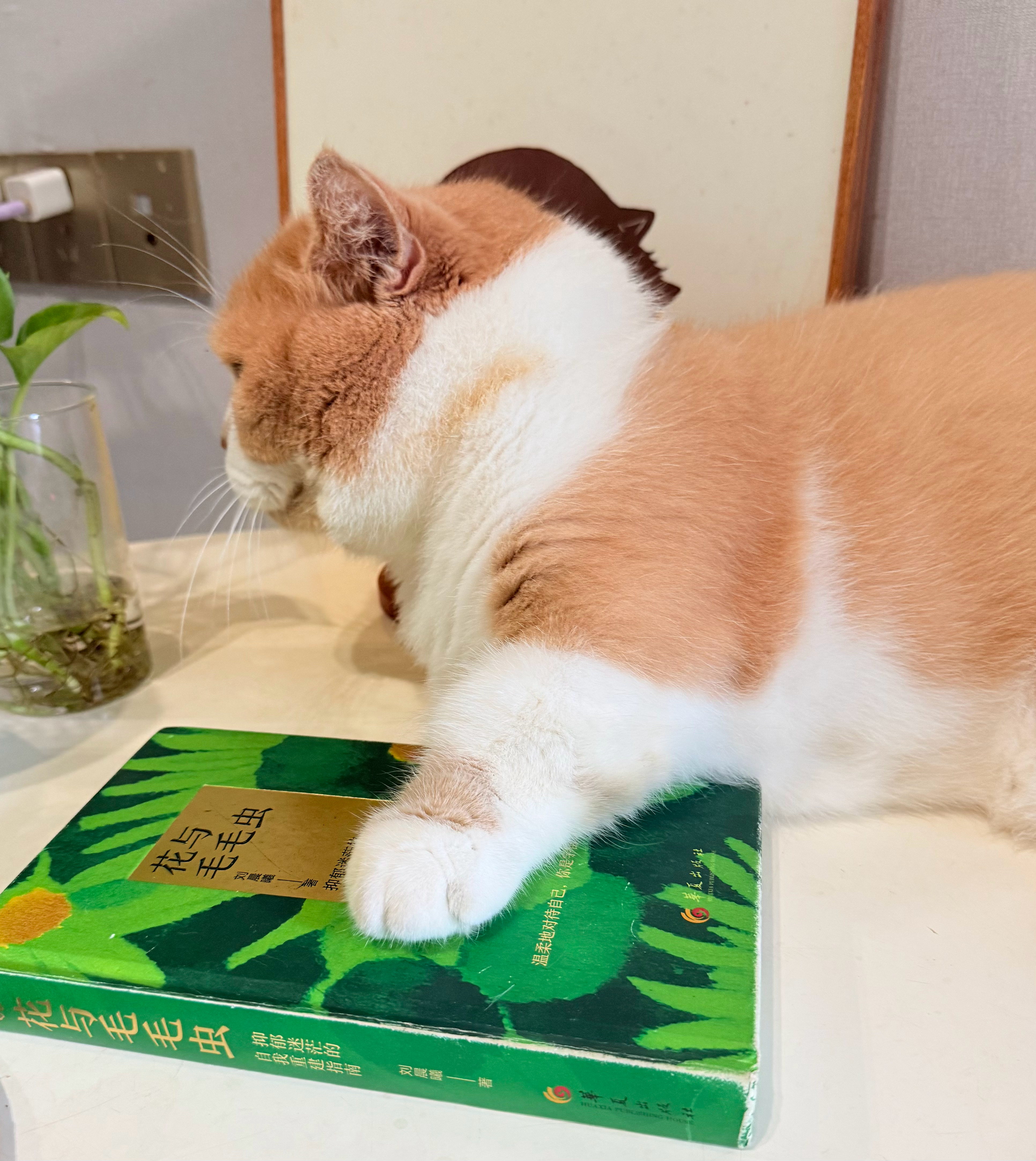 《给一只猫》你是书脊上最柔软的那一行字我读了一遍又一遍在你毛茸茸尾巴扫过的那个午
