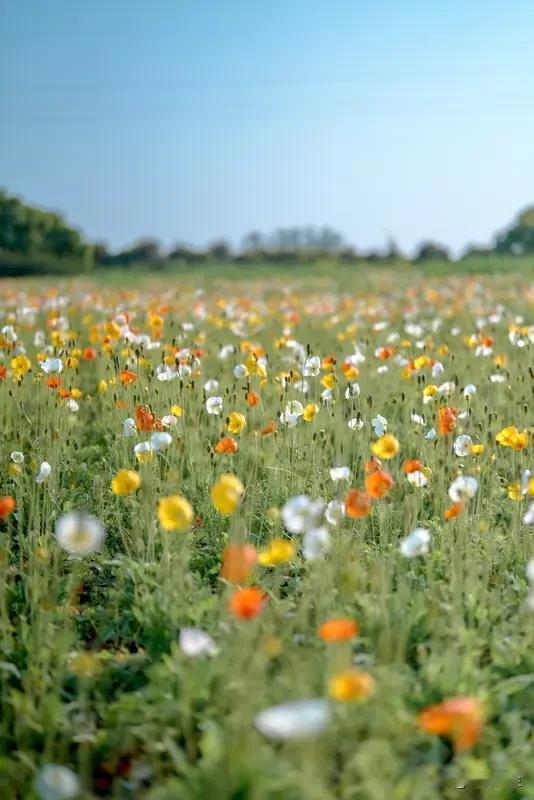 一位情感专家说:
“婚姻没有幸福的，所有婚姻都不幸福。因为婚姻它跟爱情没关系。要