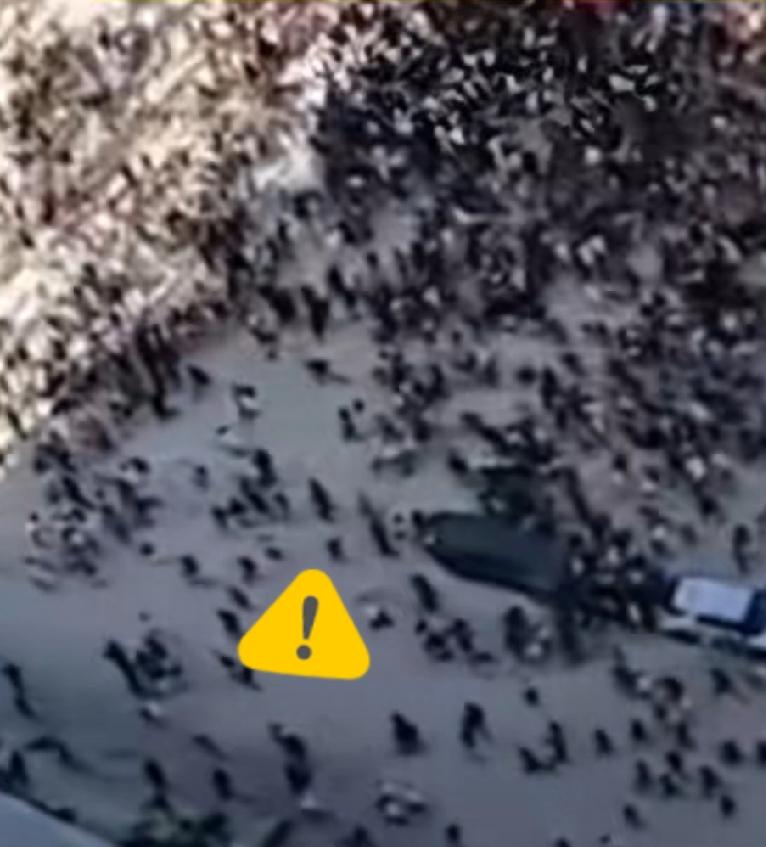 惊枪之跑！听到疑似枪响声，数百人惊慌失措，疯狂逃命。

3月14日美国佛罗里达州