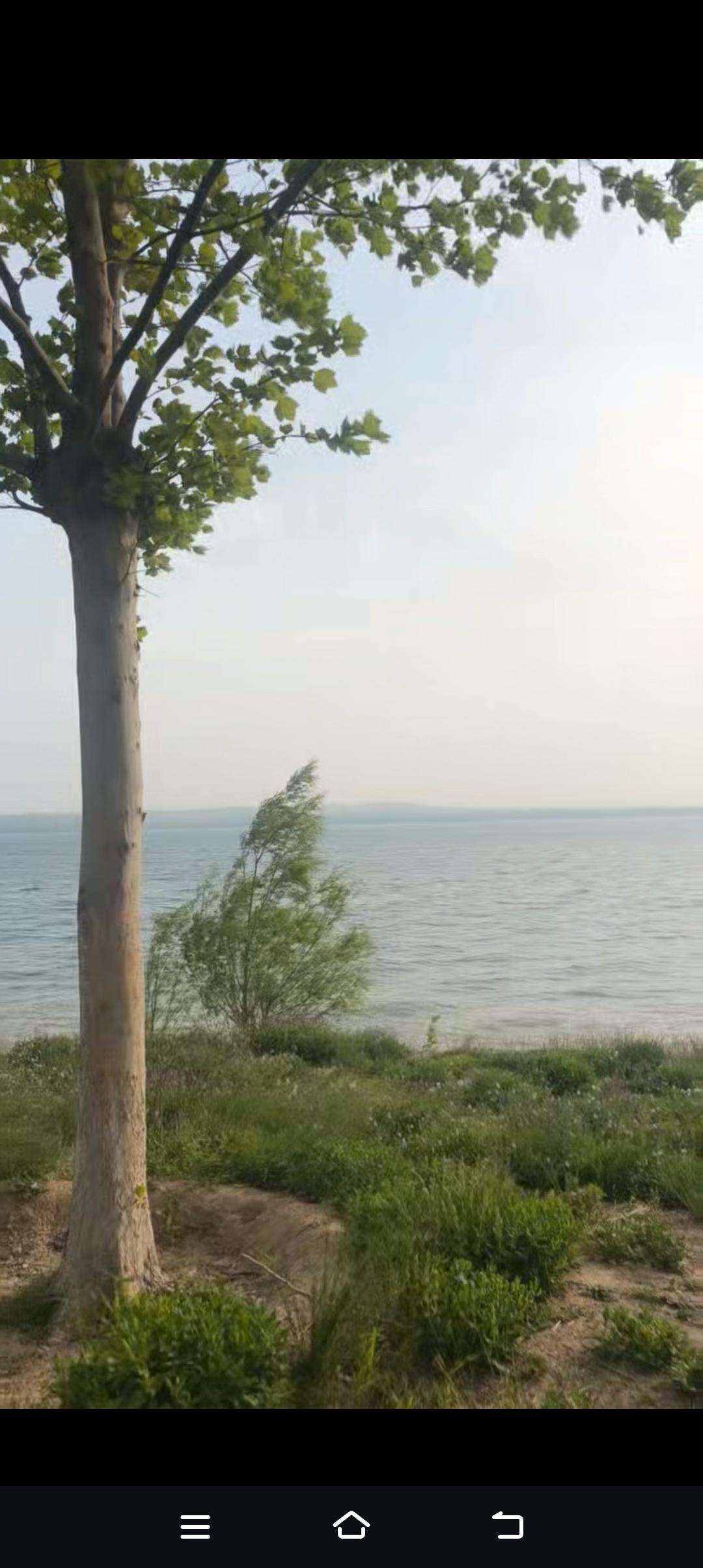 真心话茶局碧海潮生处，绿树掩映间，树影婆娑起舞弄清影。