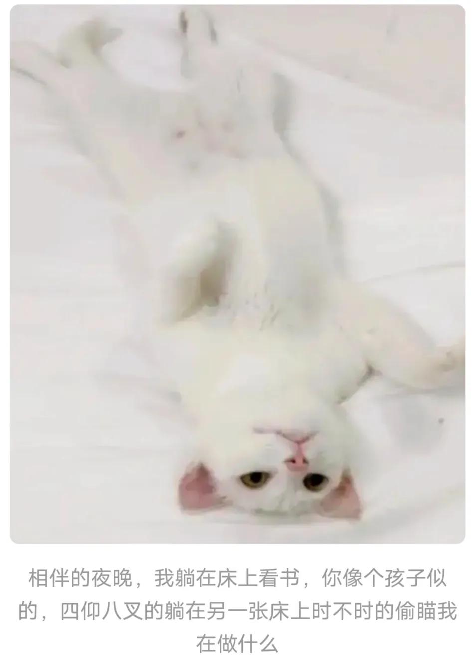 看看你镜头下的小猫